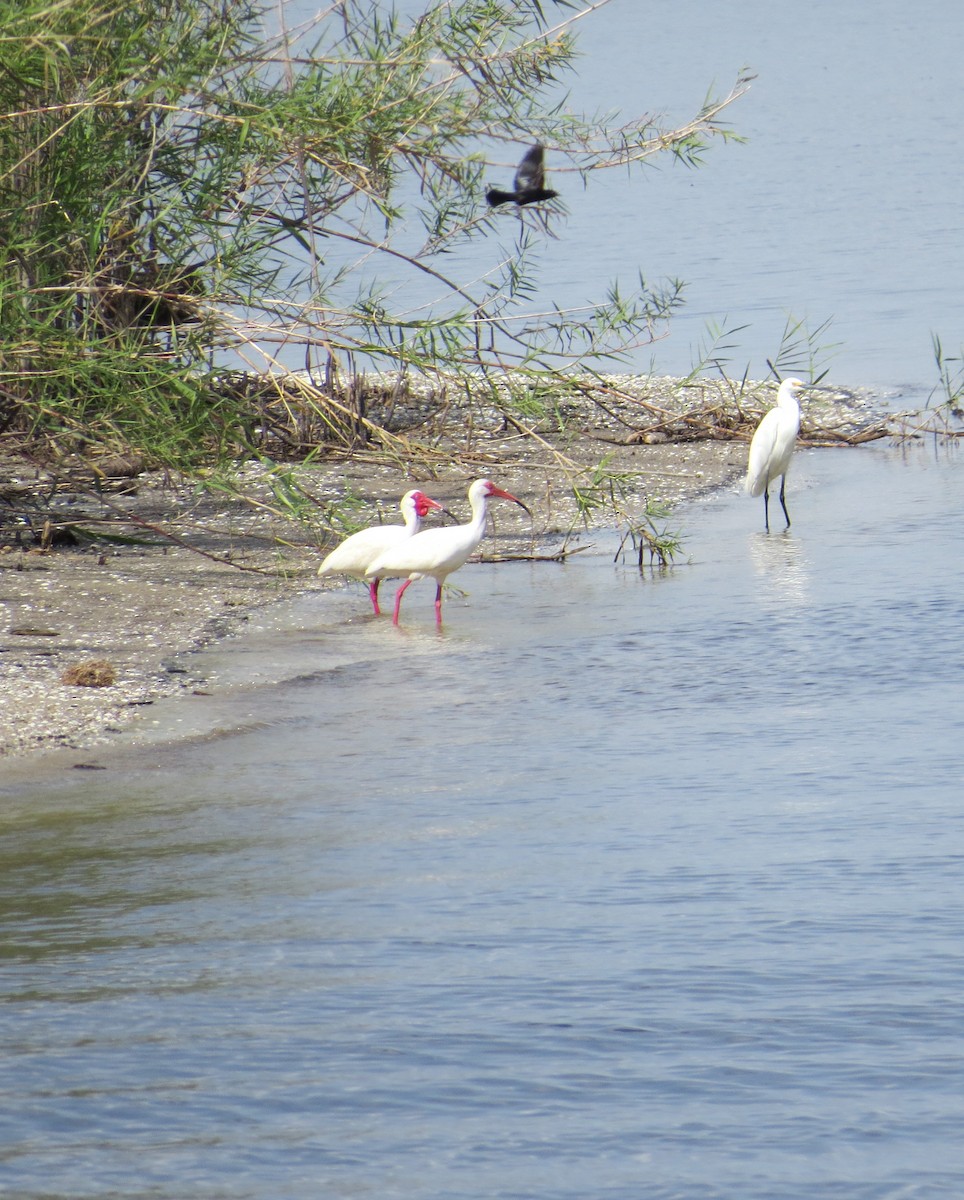 ibis bílý - ML153784621