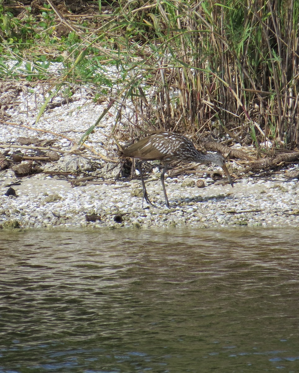 Limpkin - ML153784731