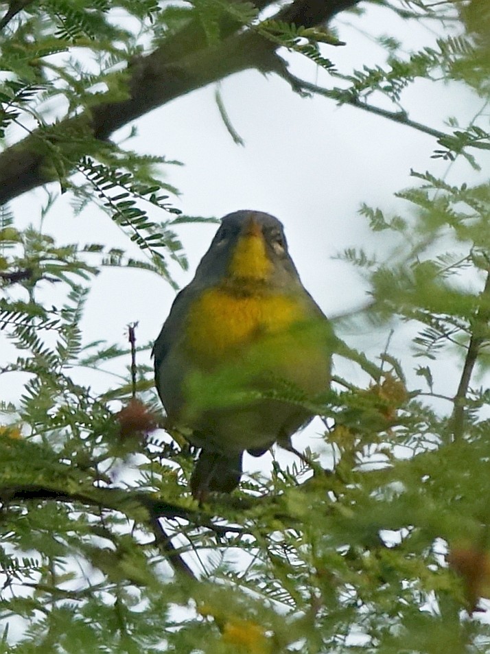 Northern Parula - Stéphane  Thomin