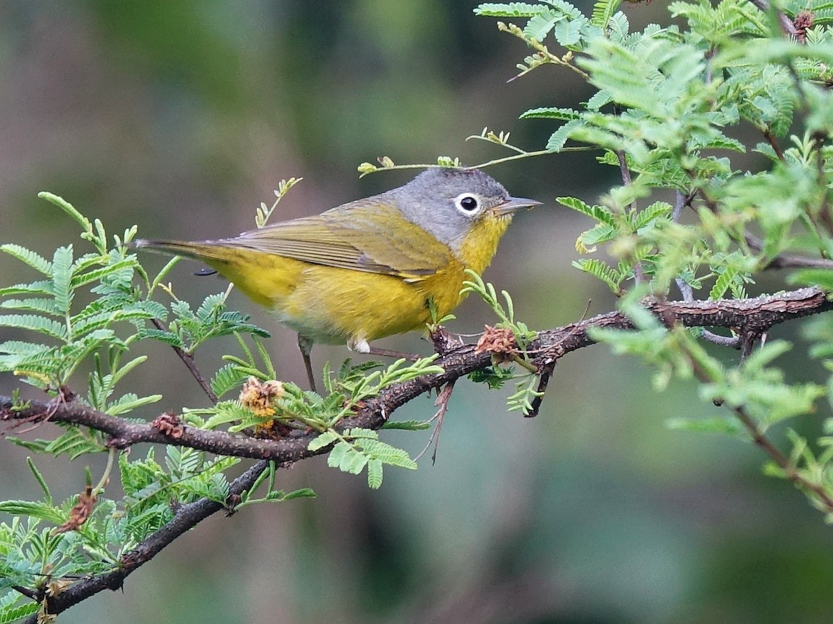 Nashville Warbler - Stéphane  Thomin