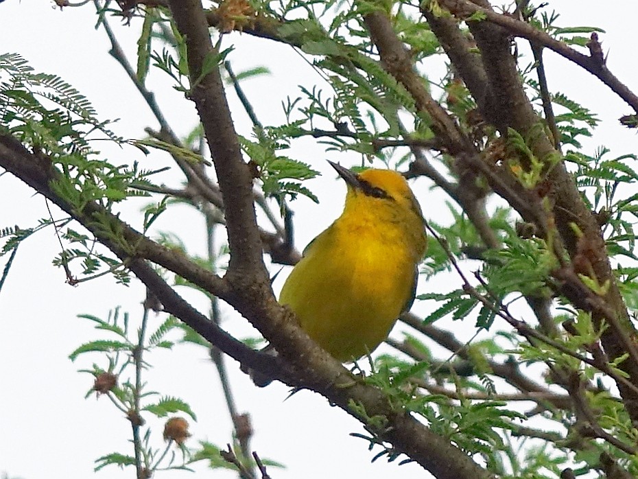 Blauflügel-Waldsänger - ML153785481