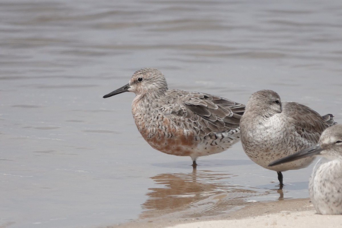 Red Knot - ML153785511