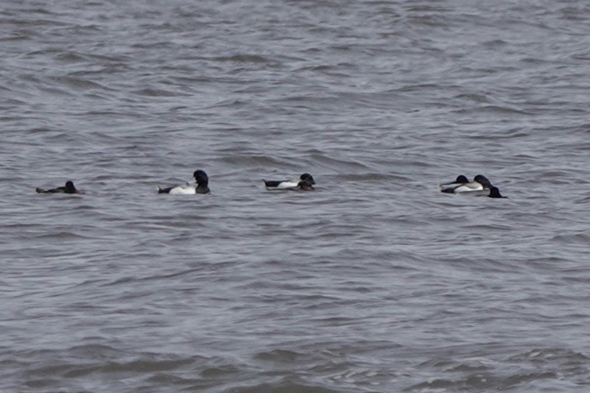 Greater/Lesser Scaup - ML153785671