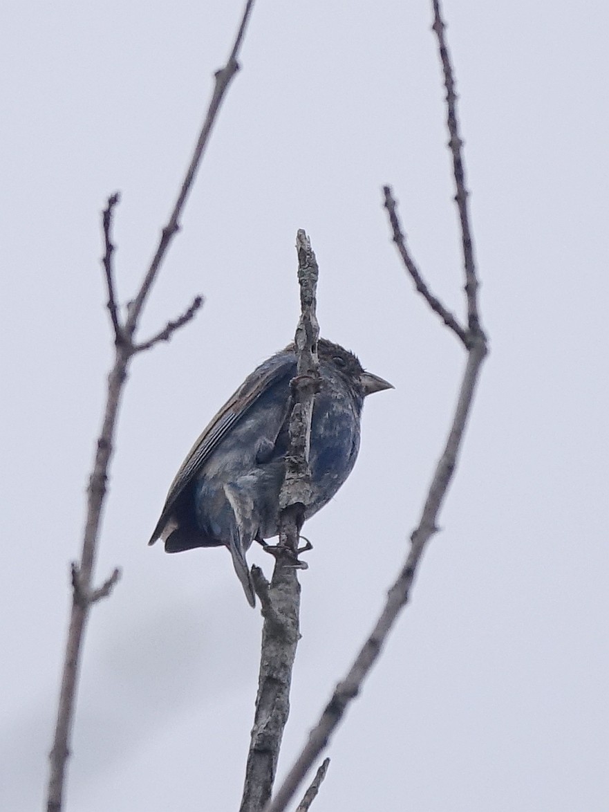 Indigo Bunting - Stéphane  Thomin