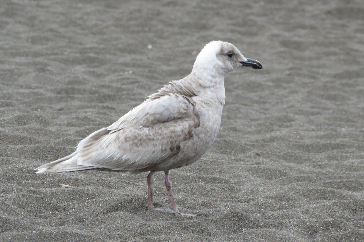 Glaucous-winged Gull - ML153786831