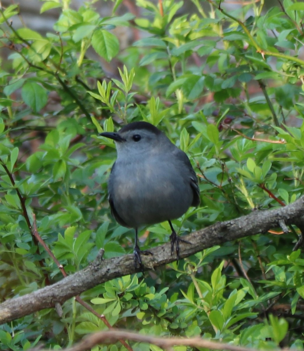 Gray Catbird - ML153787281