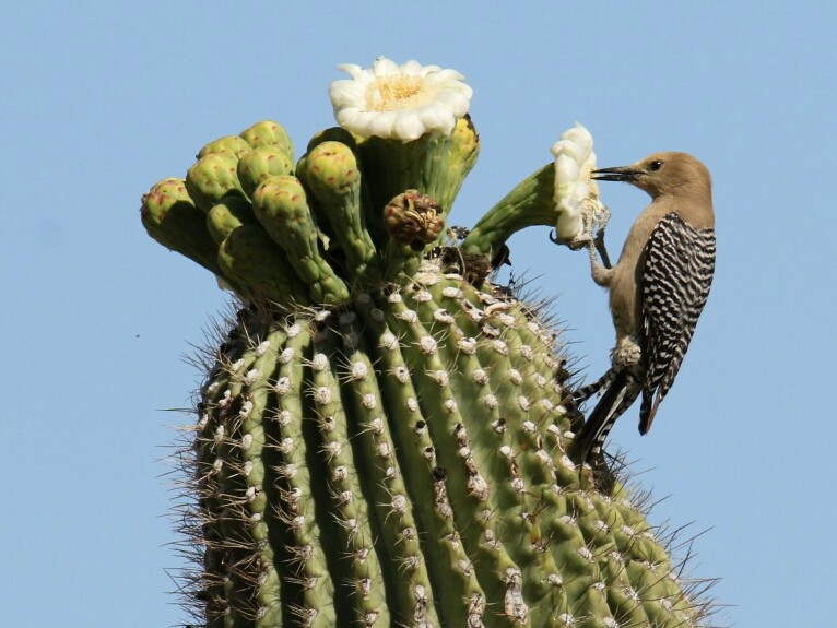 Gila Woodpecker - ML153788541