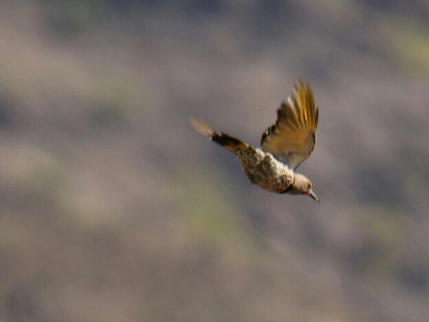 Gilded Flicker - gord smith