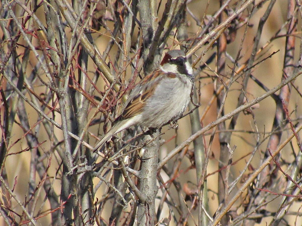 House Sparrow - ML153789051