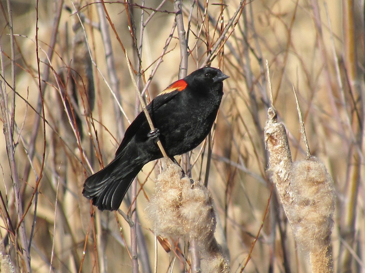 Red-winged Blackbird - ML153789241
