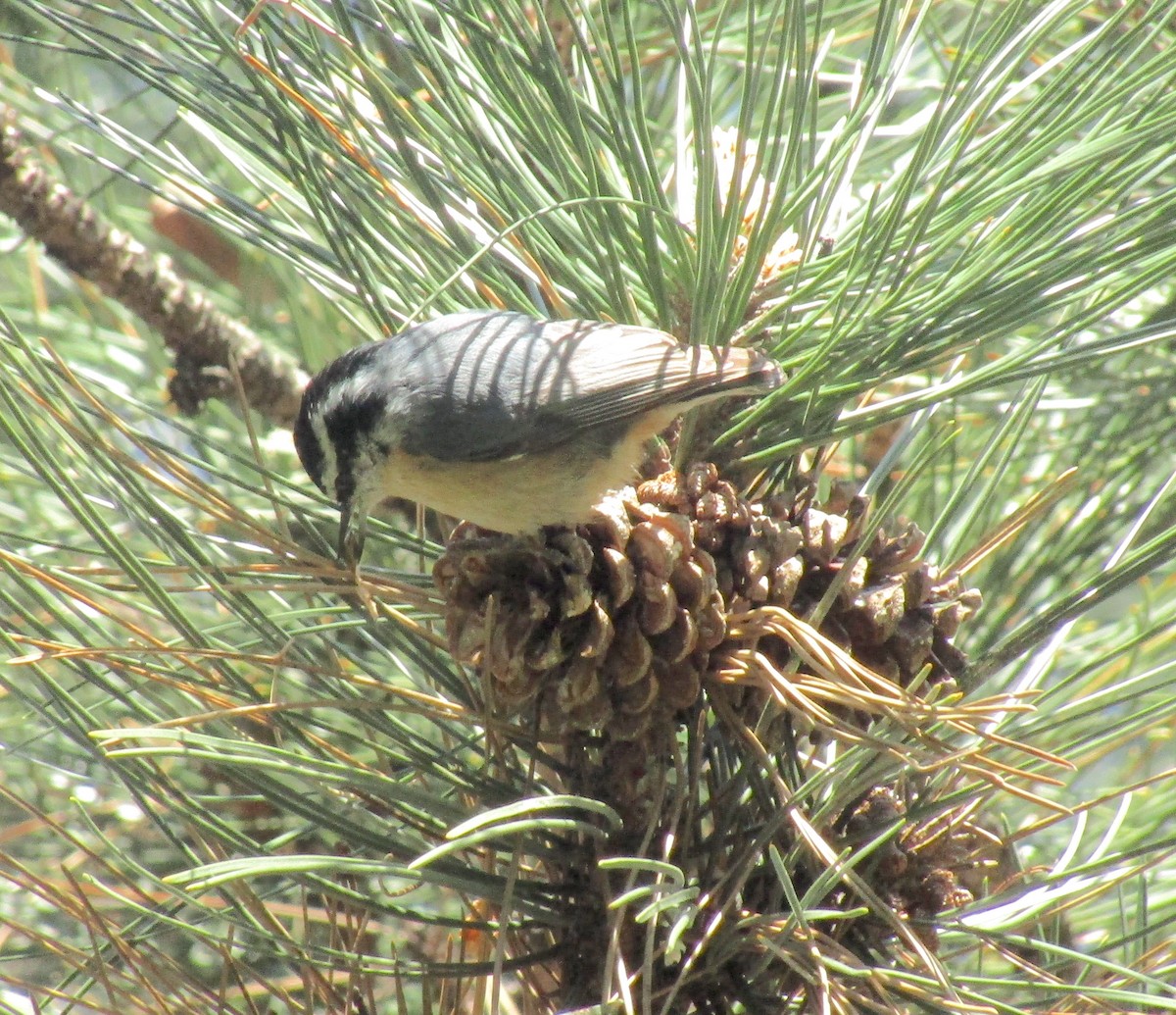 Red-breasted Nuthatch - ML153790271