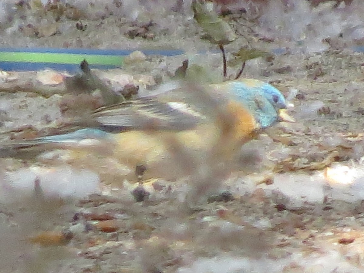 Lazuli Bunting - ML153790381
