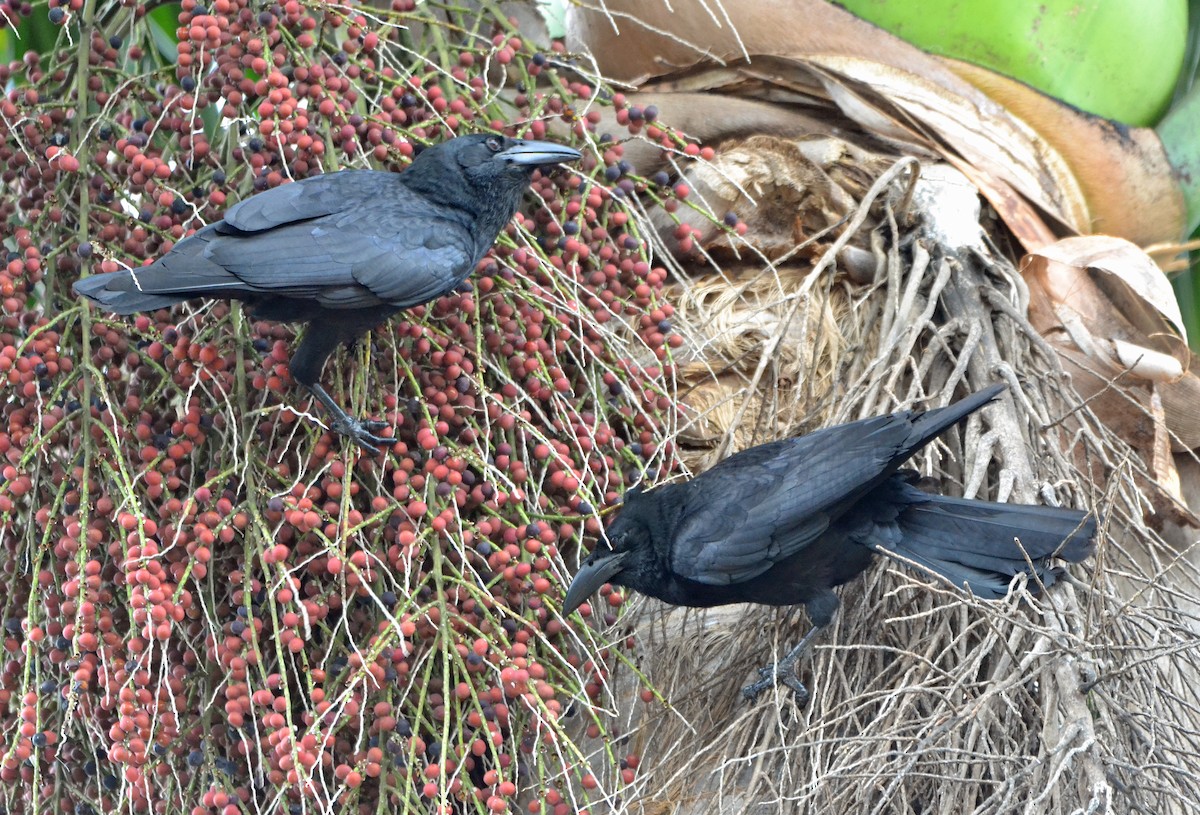 Cuban Crow - ML153790501