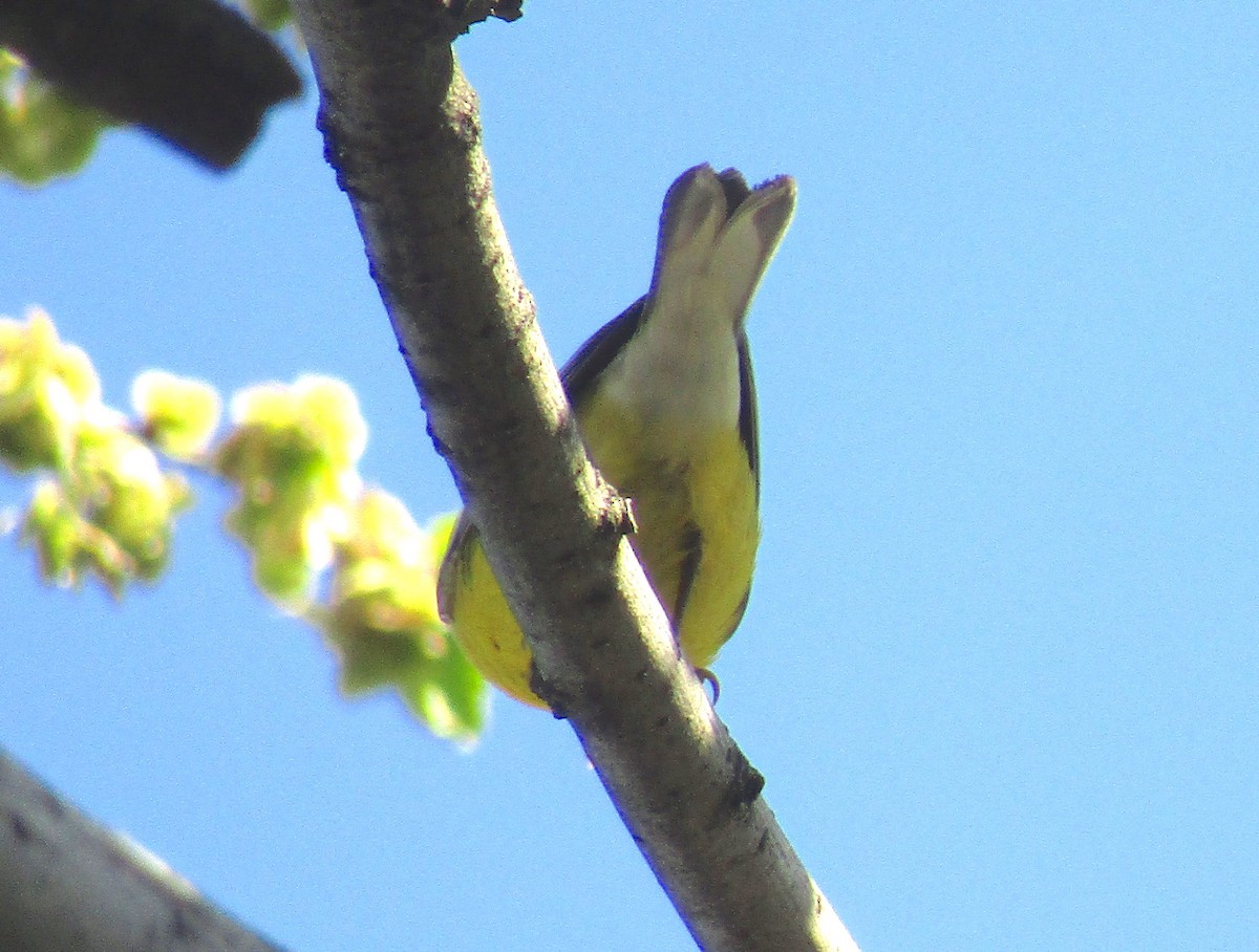 Blauflügel-Waldsänger - ML153790591