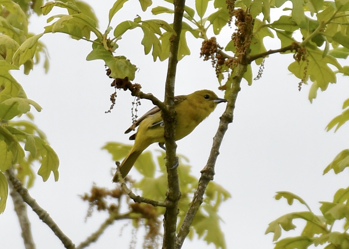 Orchard Oriole - ML153790781
