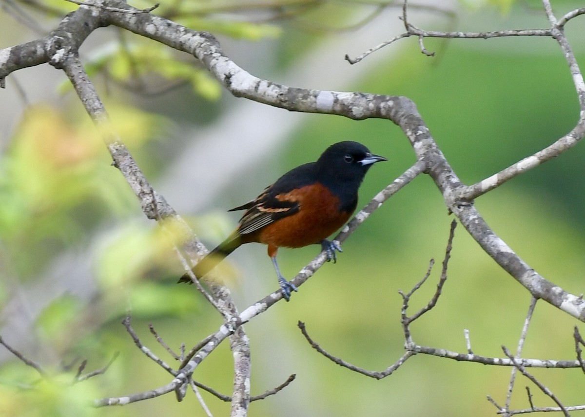 Orchard Oriole - ML153790791