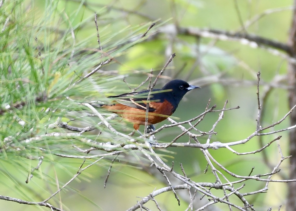Orchard Oriole - ML153790801