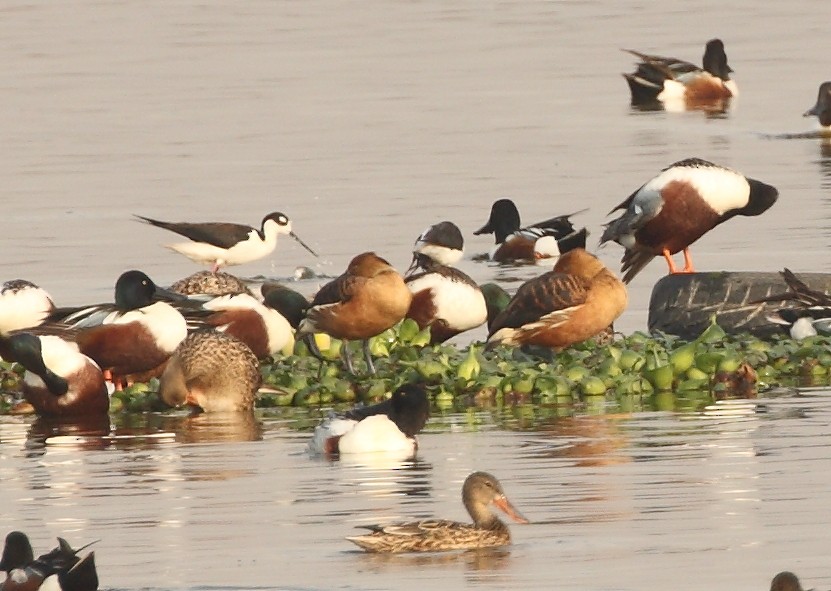 Fulvous Whistling-Duck - ML153790831