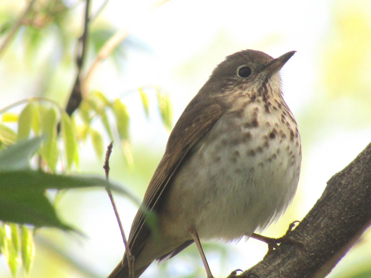 Hermit Thrush - ML153791061