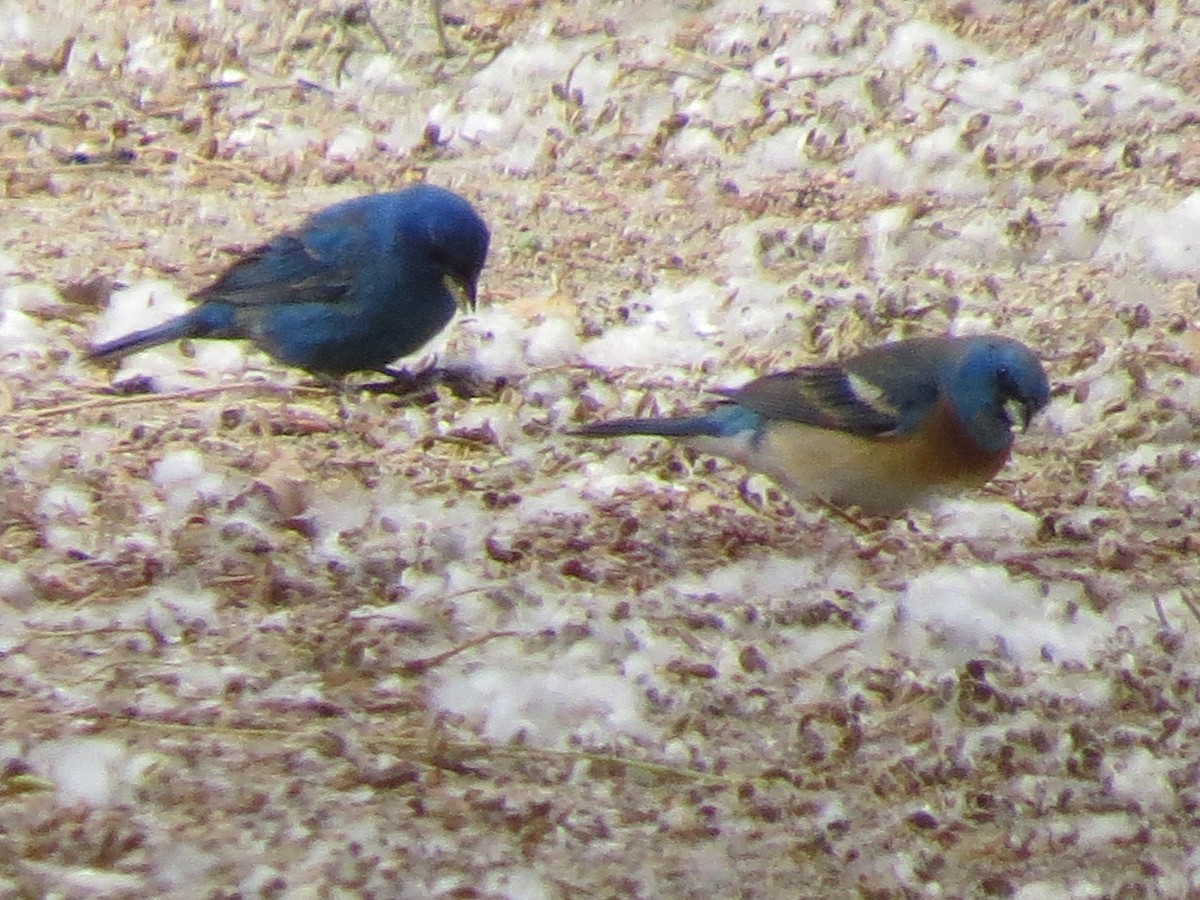 Indigo Bunting - ML153791101
