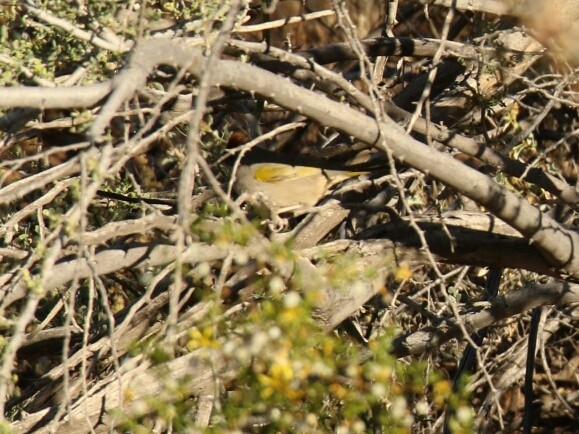 Green-tailed Towhee - ML153791121