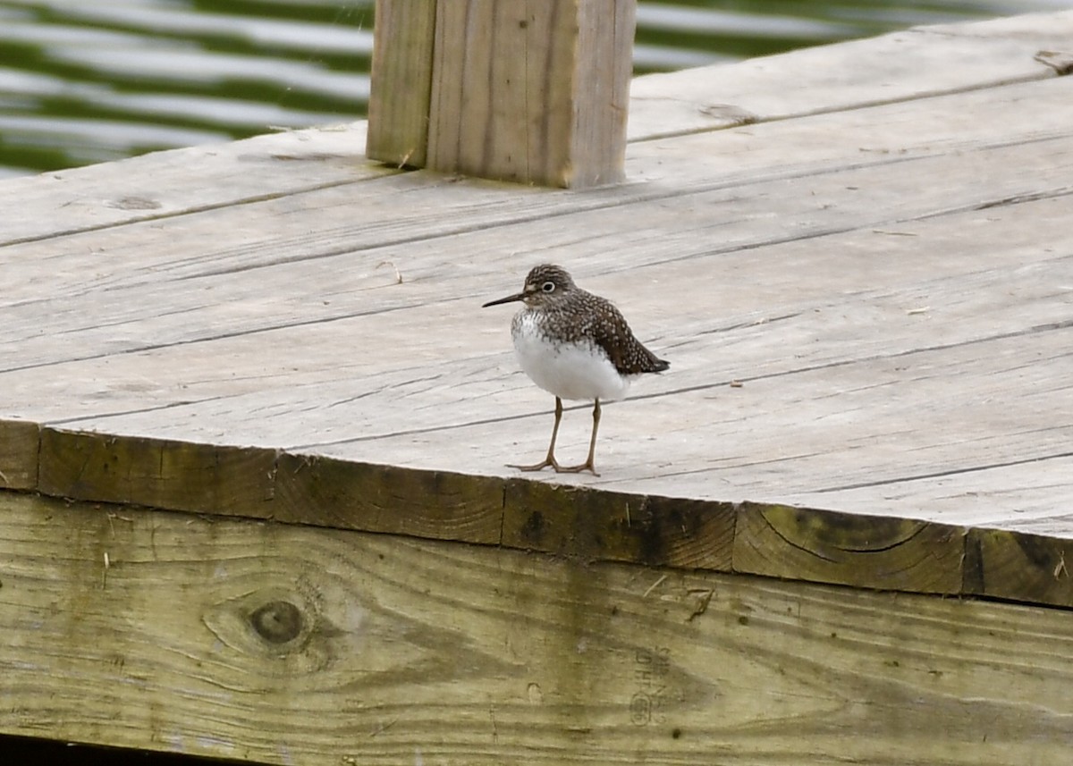 Solitary Sandpiper - ML153791161