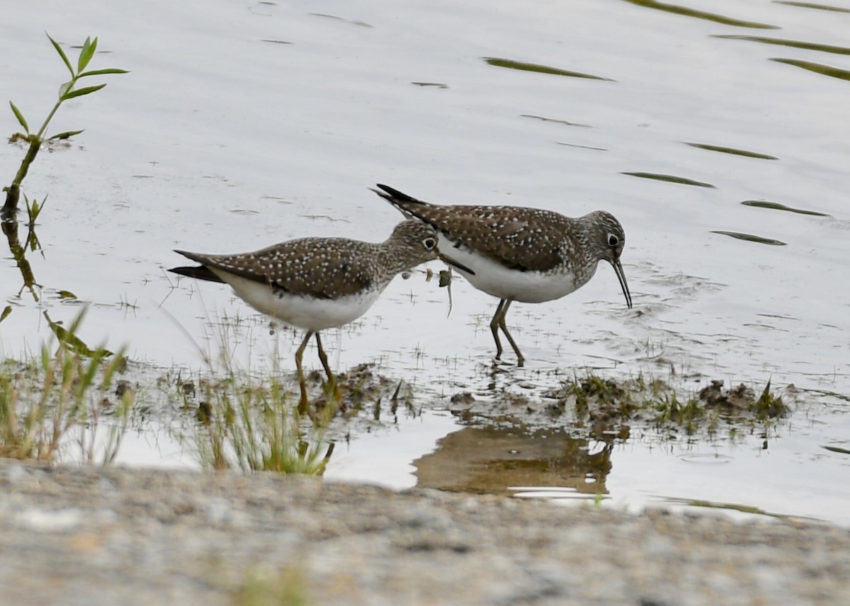 Solitary Sandpiper - ML153791171