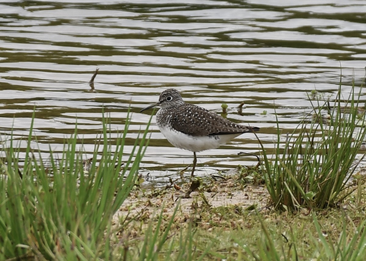 Solitary Sandpiper - ML153791181