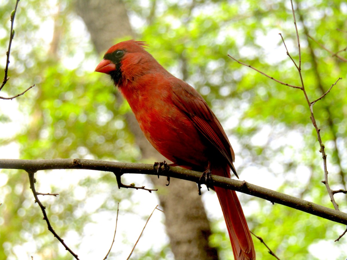 Cardinal rouge - ML153791291