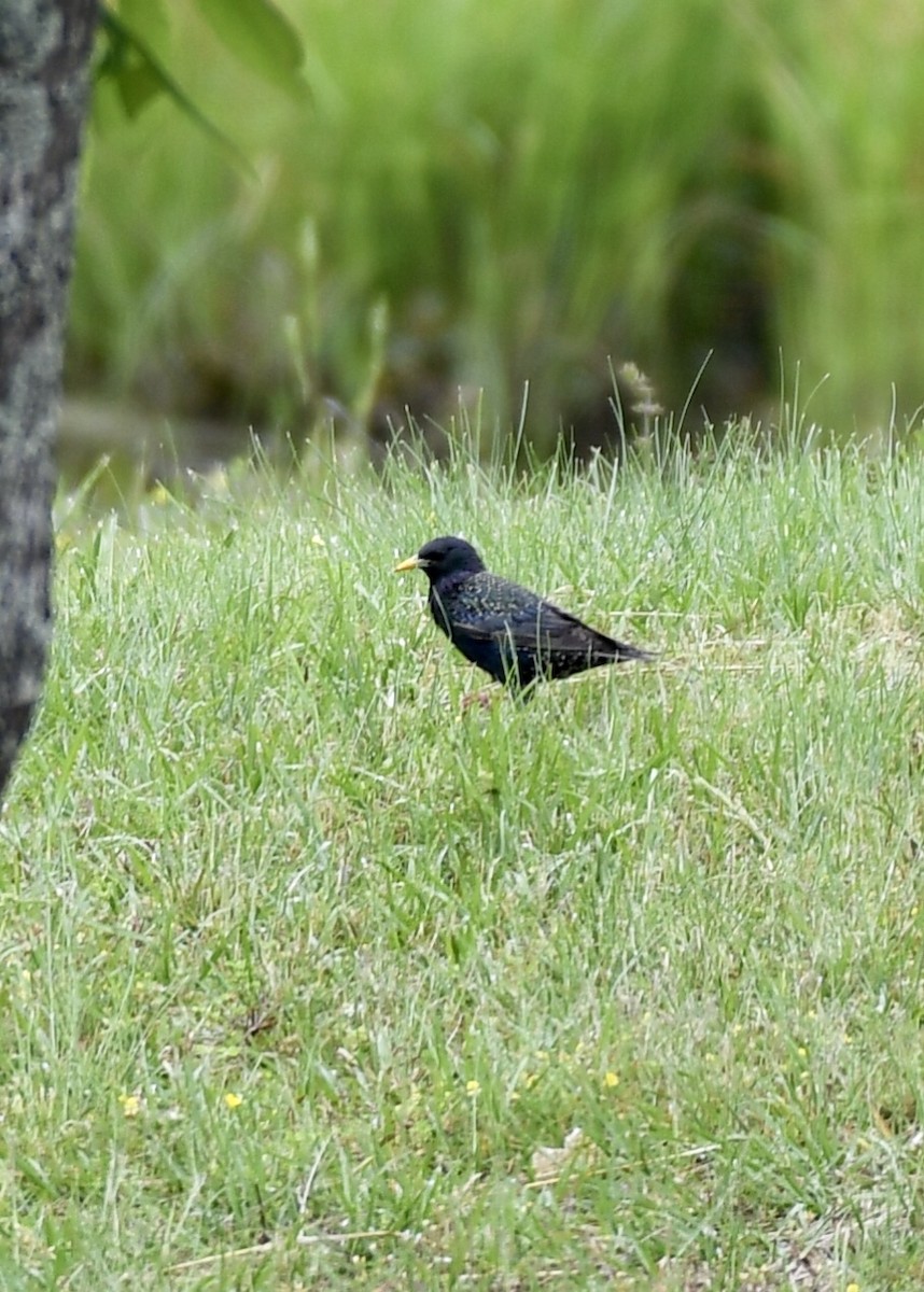 European Starling - ML153791331