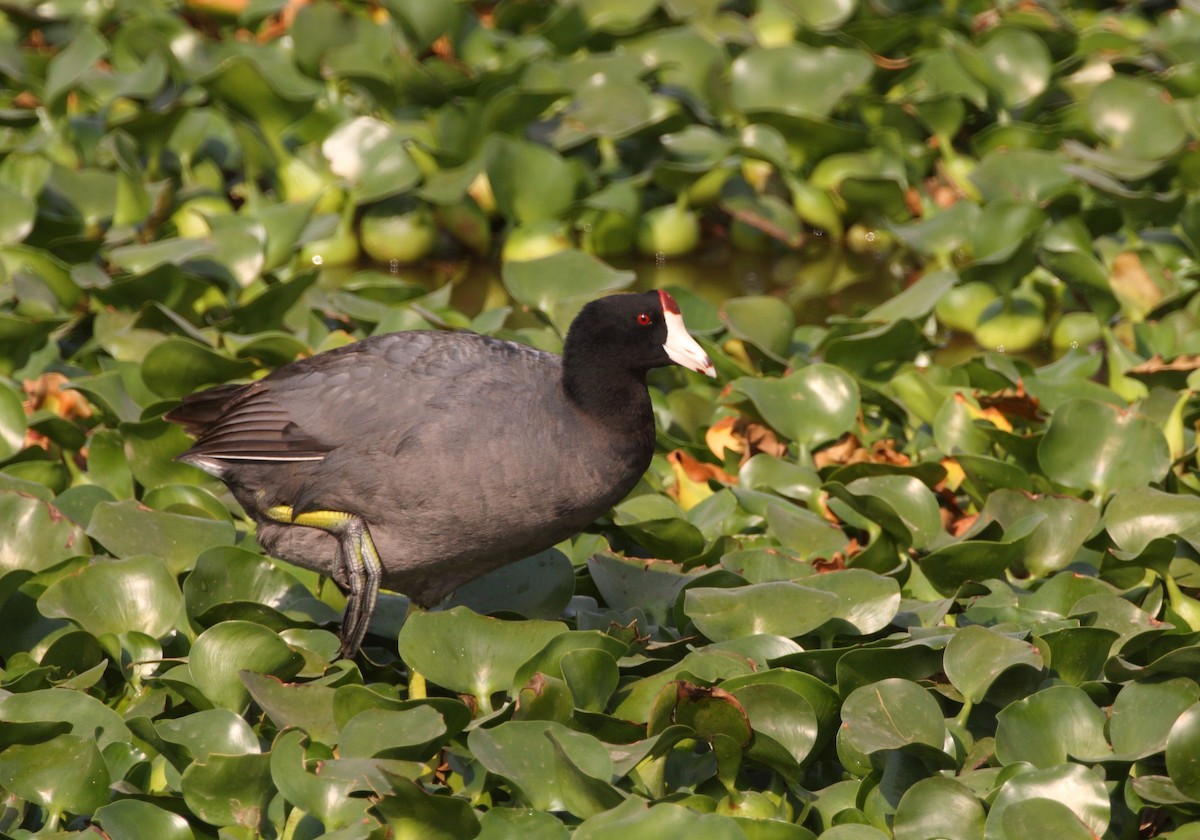 American Coot - ML153791501