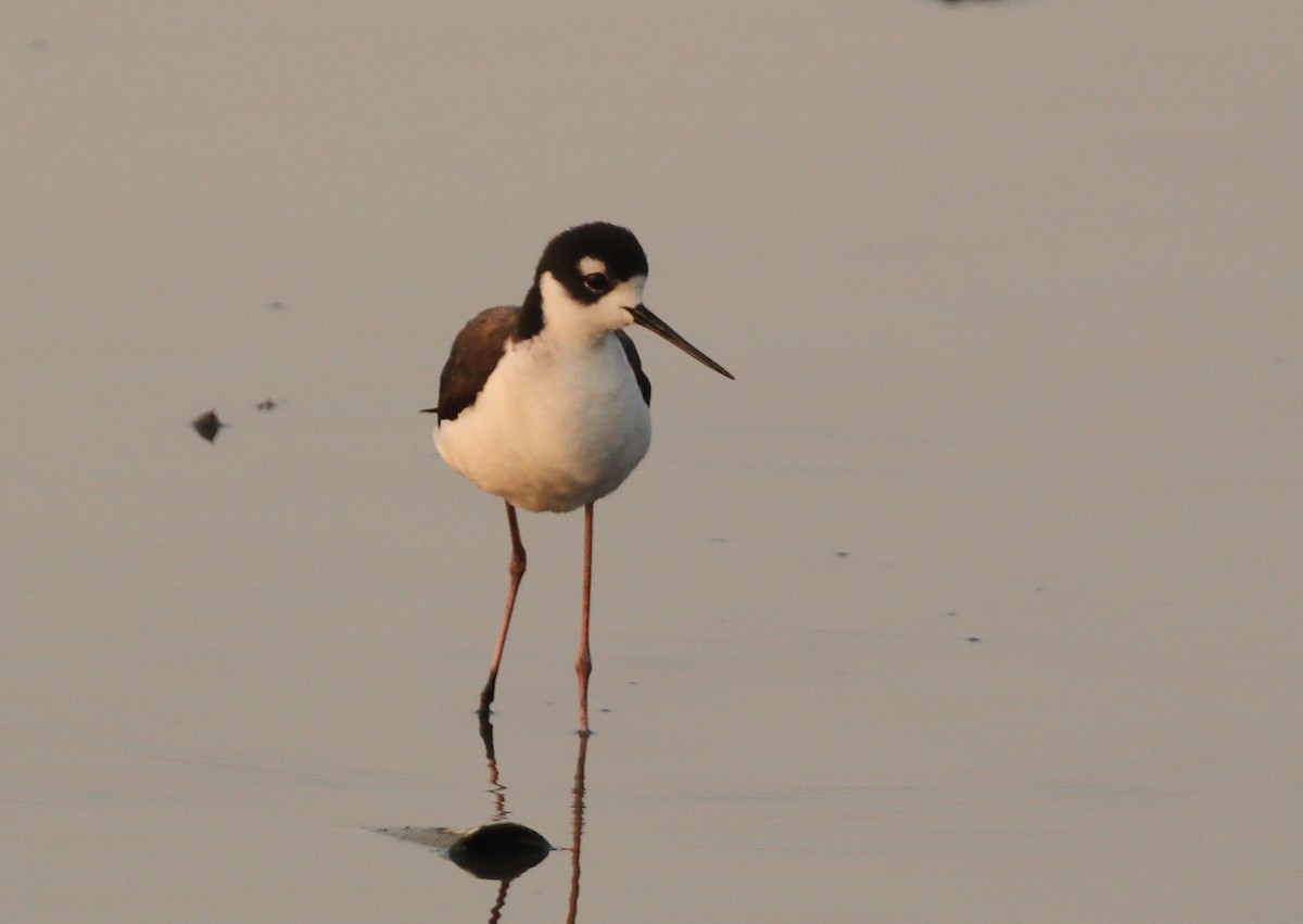 Black-necked Stilt - ML153791521