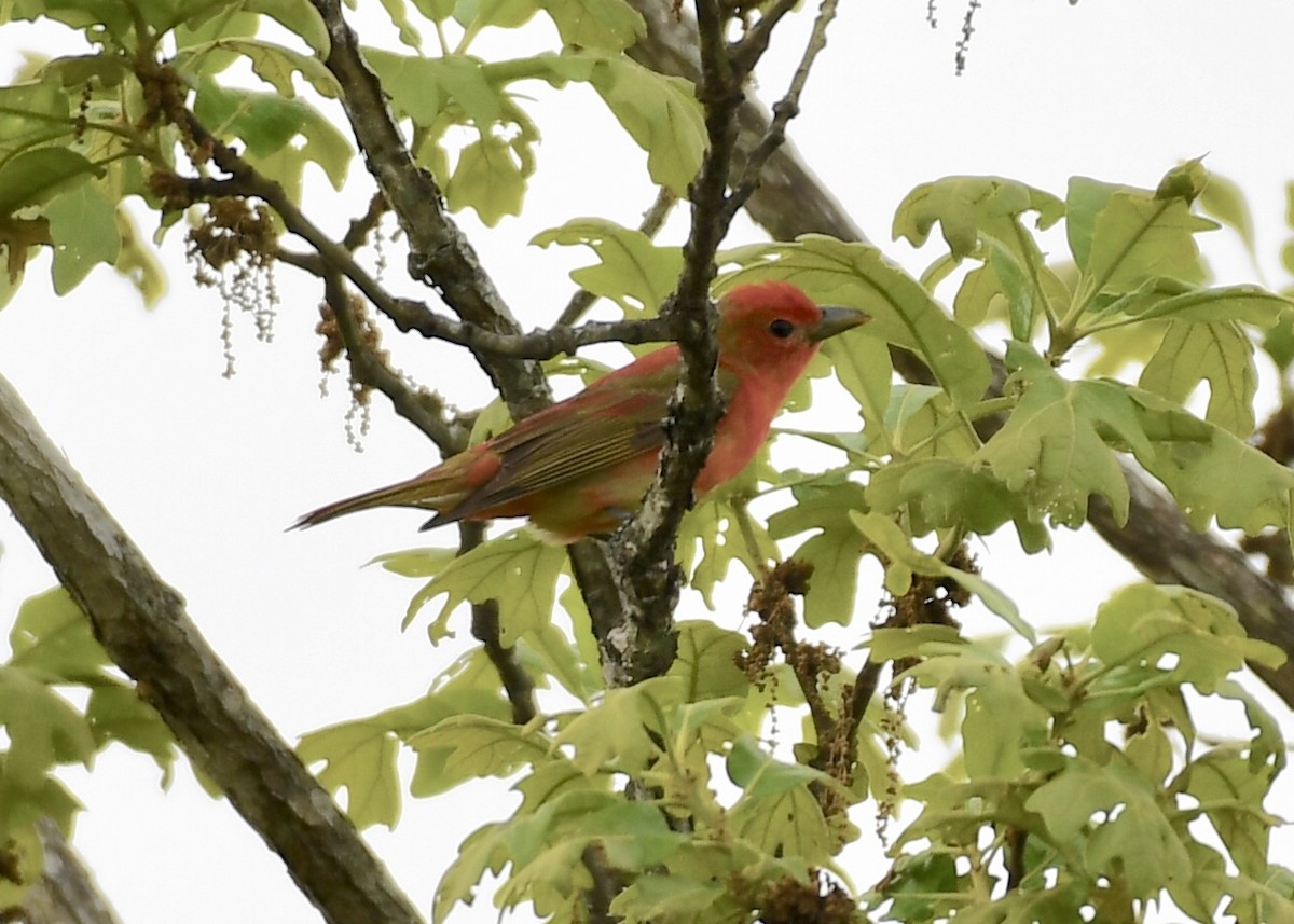 Summer Tanager - ML153791651