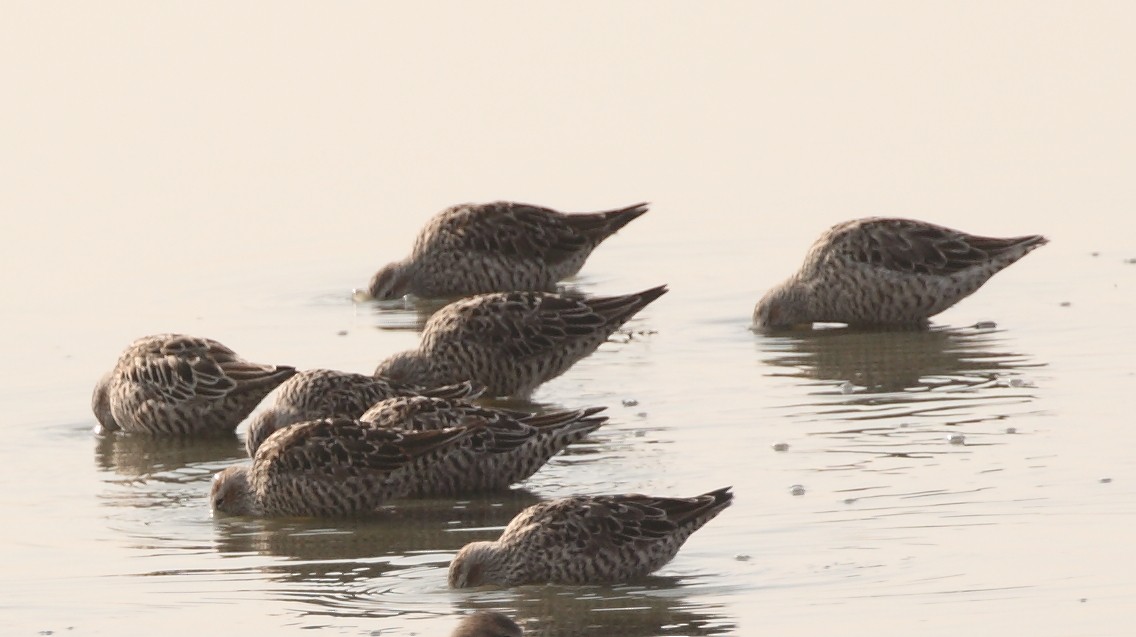 Stilt Sandpiper - ML153791691