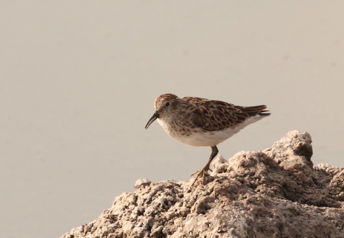 Least Sandpiper - ML153791761