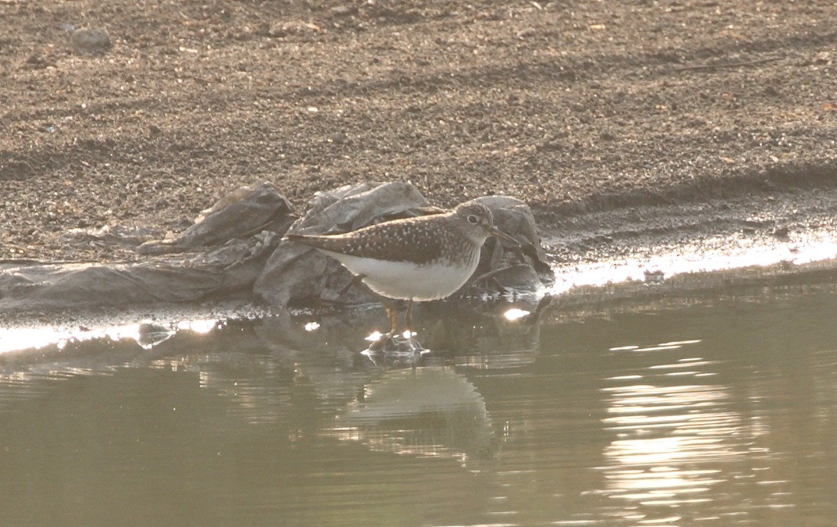 Solitary Sandpiper - ML153791771