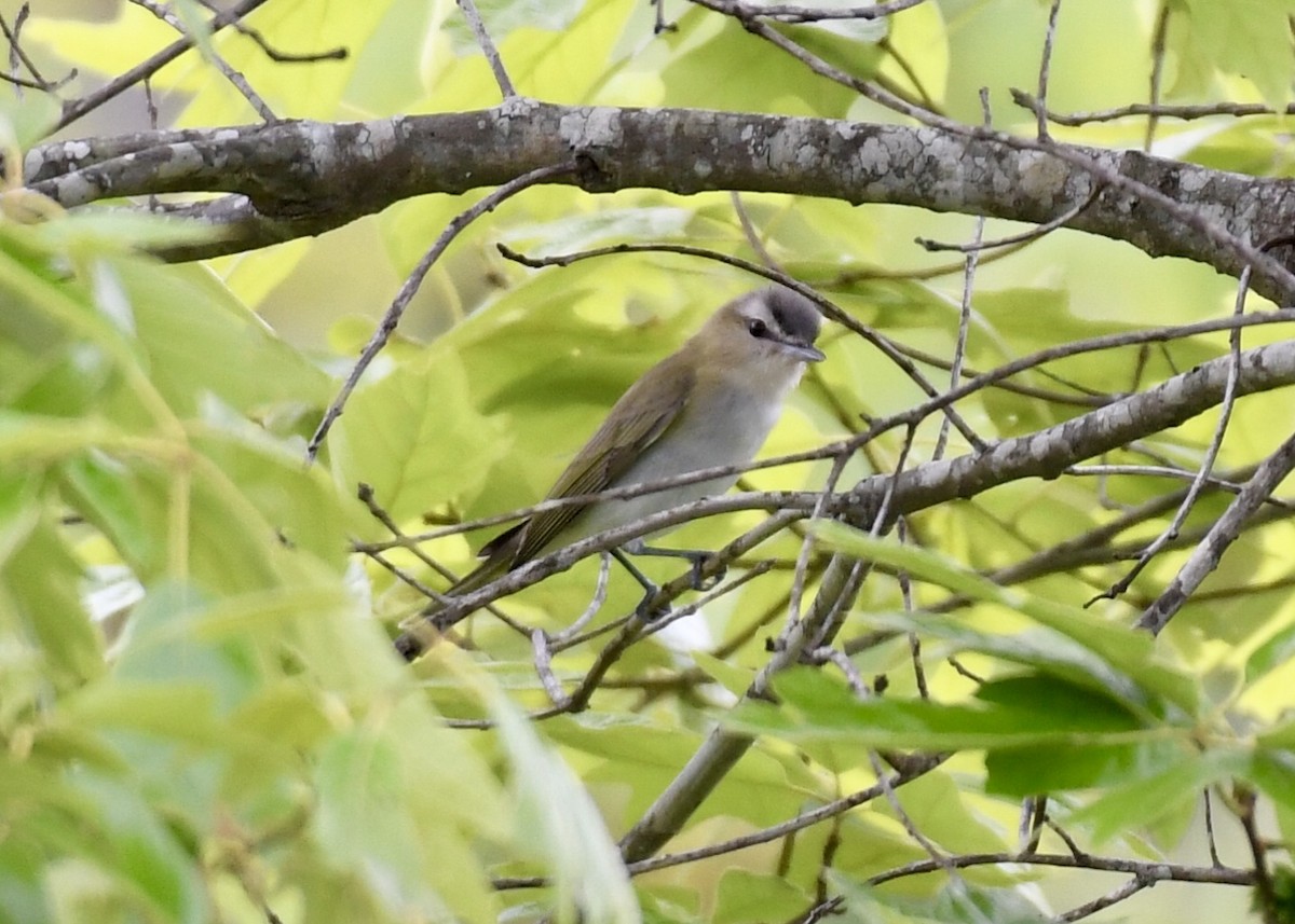 Red-eyed Vireo - ML153791831