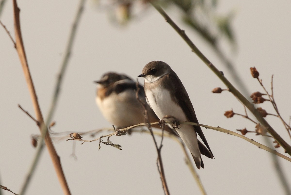 Bank Swallow - ML153791931