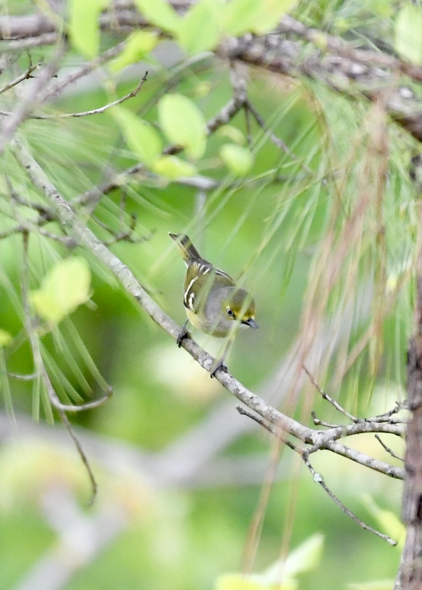 White-eyed Vireo - ML153791971