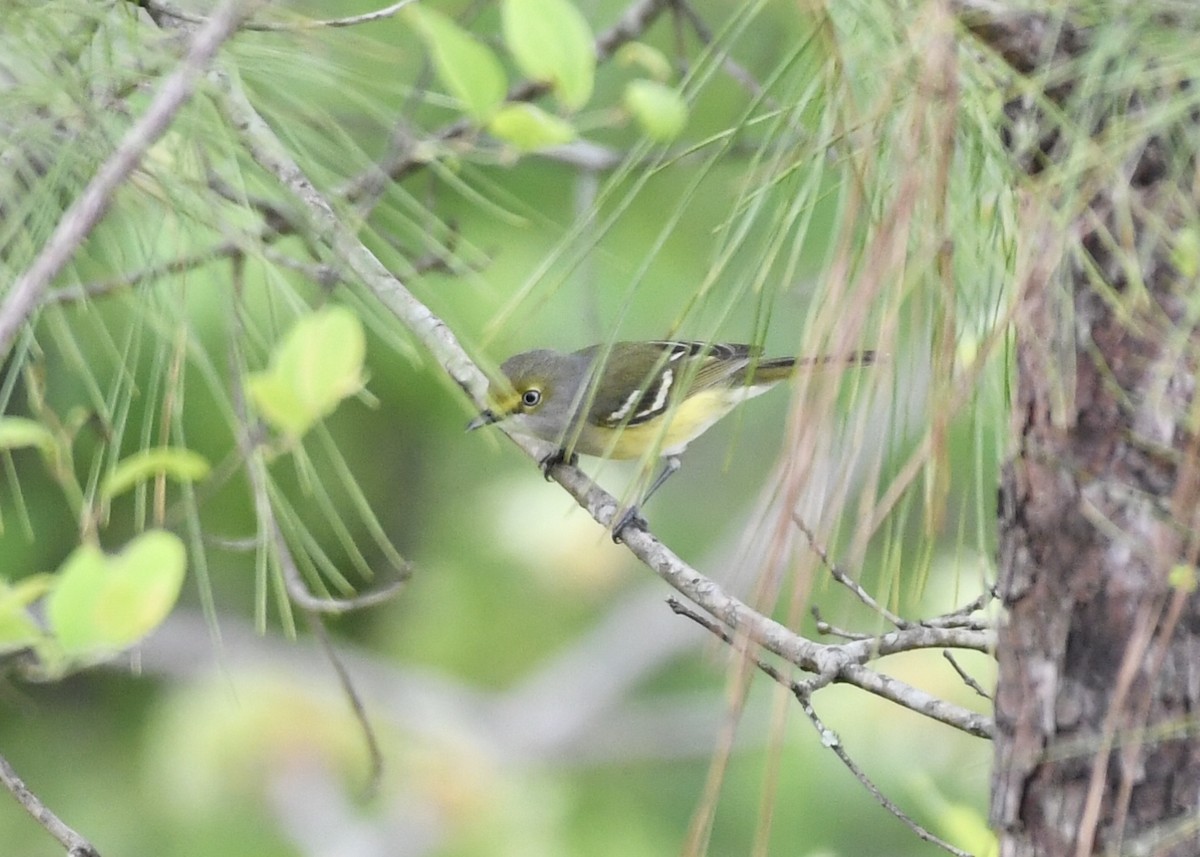 White-eyed Vireo - ML153791981