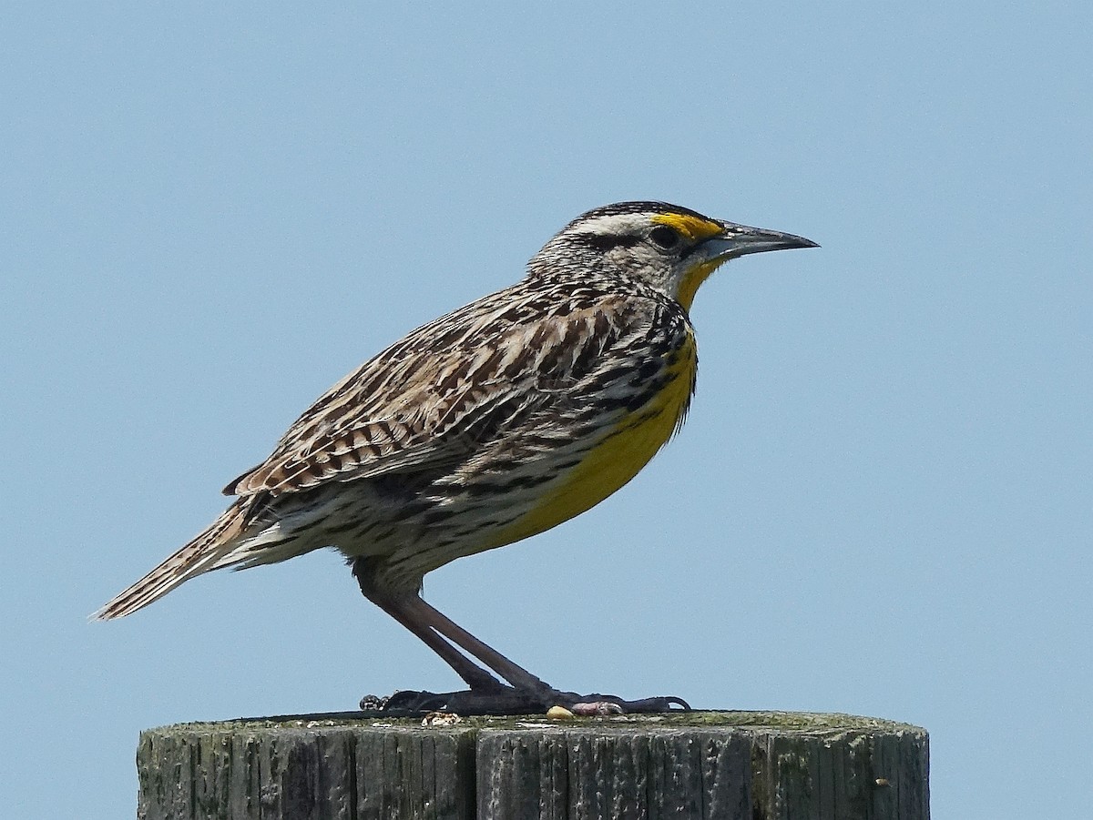 Eastern Meadowlark - ML153791991