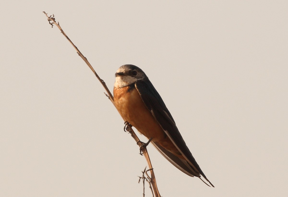 Barn Swallow - ML153792021