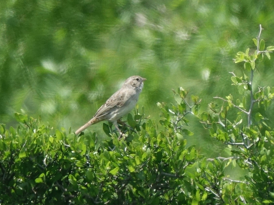 Cassin's Sparrow - ML153792051