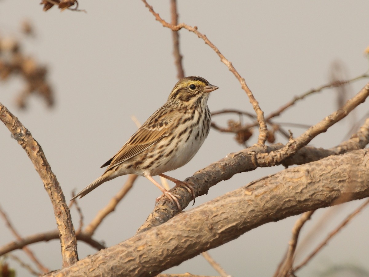 Savannah Sparrow - ML153792111