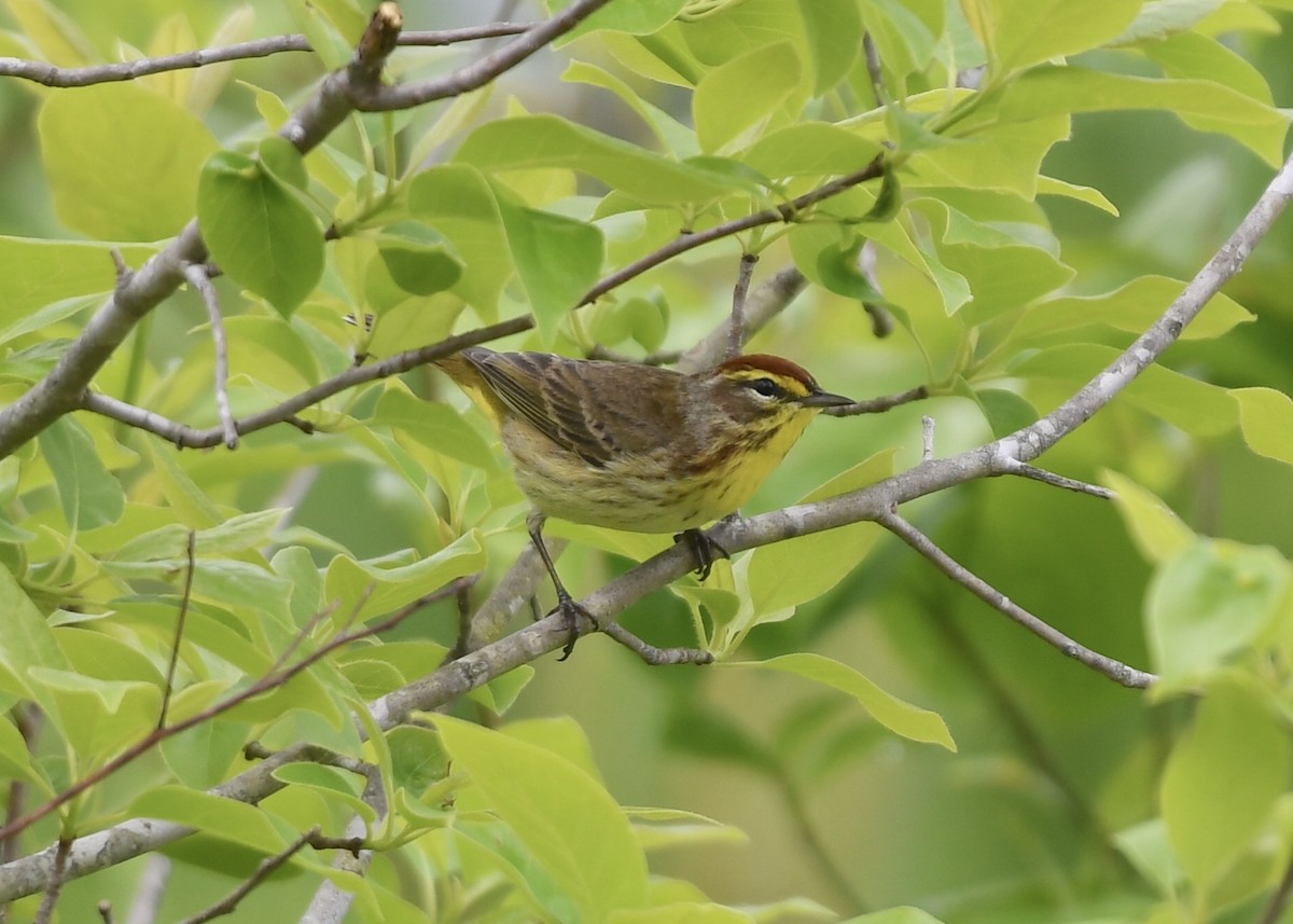 Palm Warbler - ML153792221