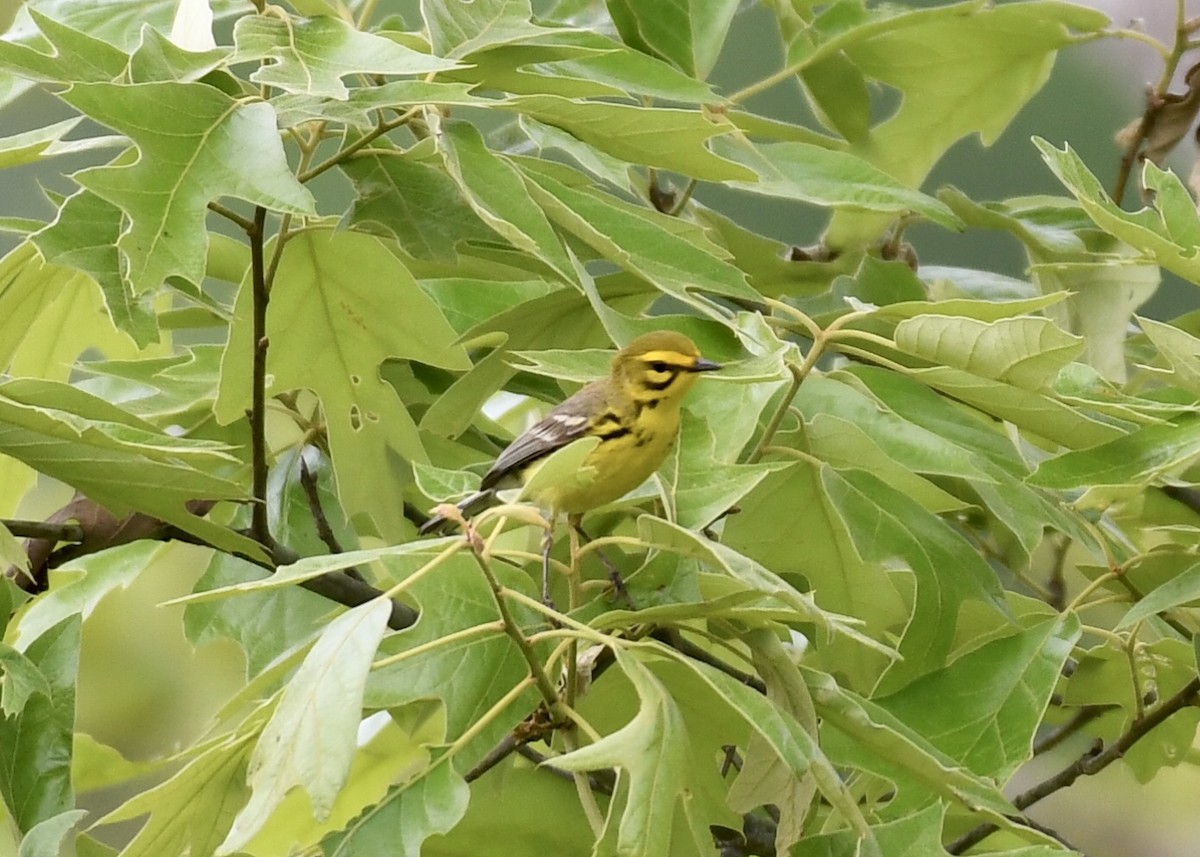 Prairie Warbler - ML153792431