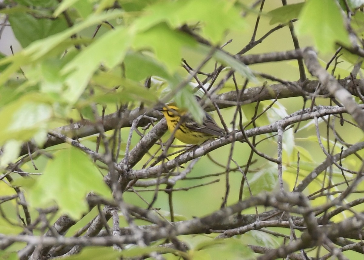 Prairie Warbler - ML153792451