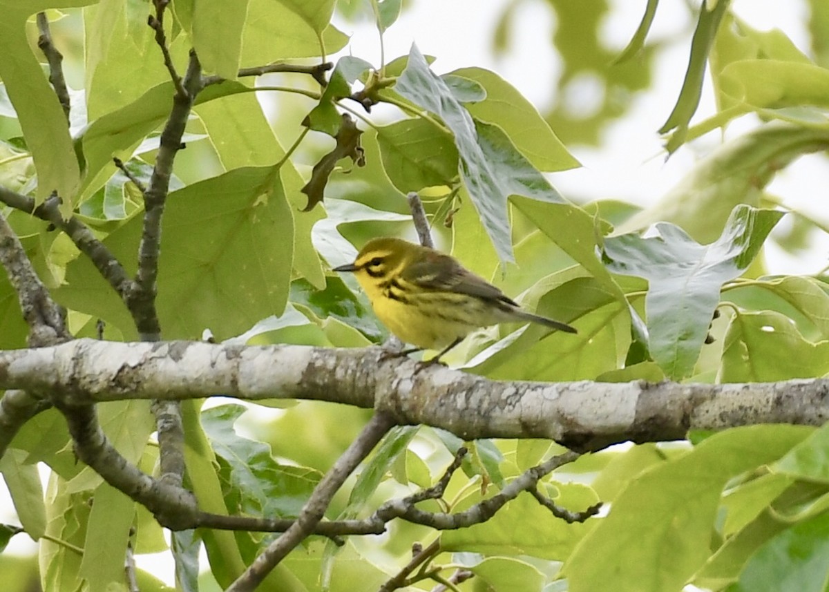 Prairie Warbler - ML153792501