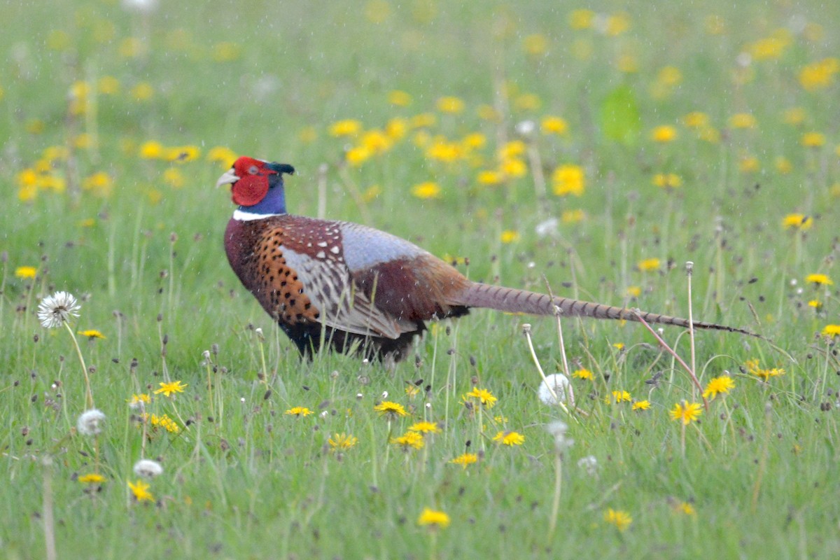 Ring-necked Pheasant - ML153793151