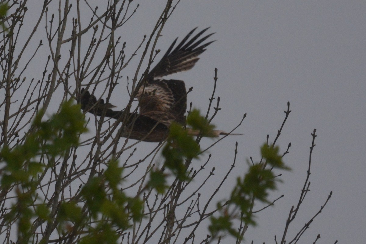 Red Kite - Todd Norris